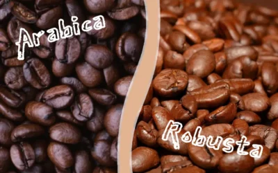 Quelle est la différence entre le café arabica et robusta ?